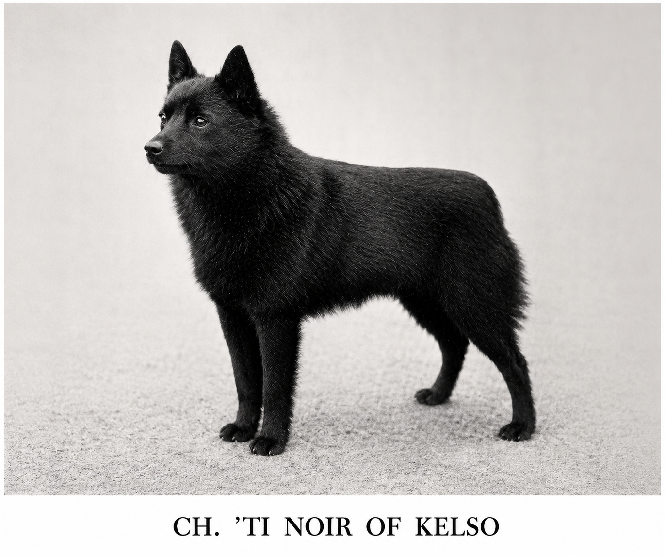 Historical black-and-white photo of Ch. Ti Noir of Kelso, an early Kelso Schipperke