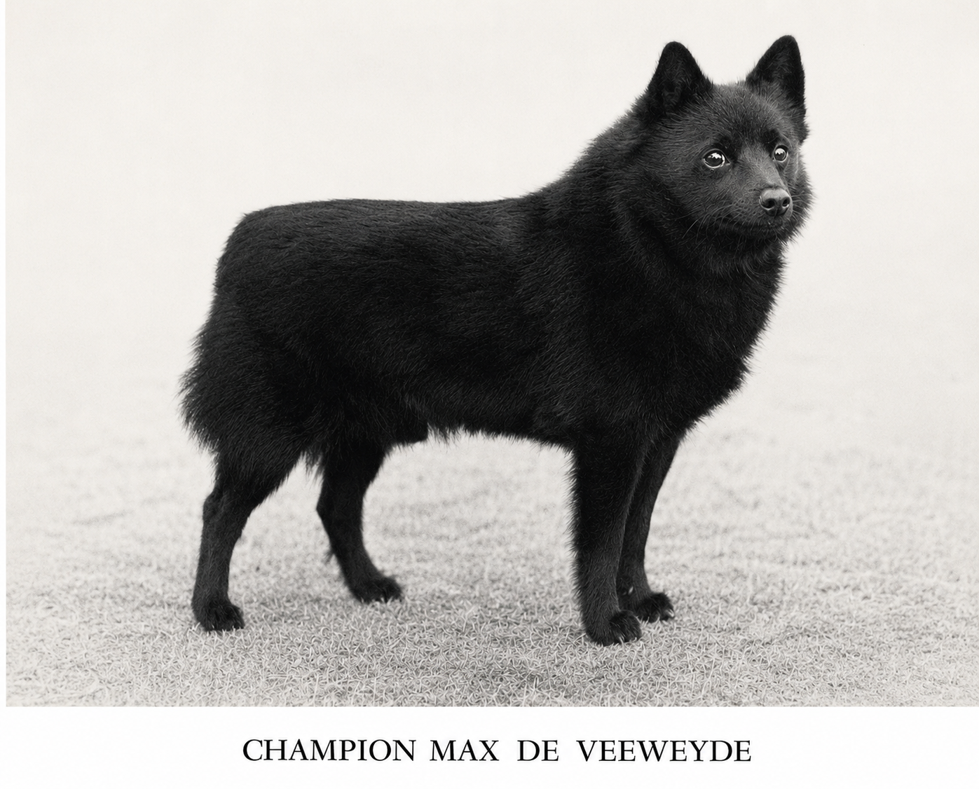 Historical black-and-white photo of Champion Max de Veeweyde, an early Schipperke